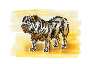 Graphics, Animalistics - English Bulldog