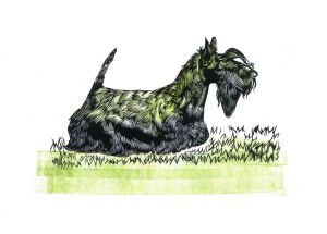 Graphics, Realism - Scotch Terrier