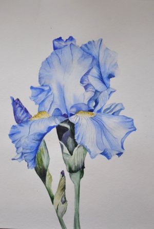Painting, Mixed (combined) painting technique - Iris