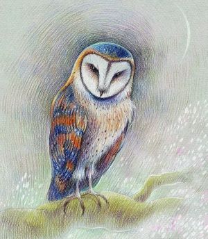 Graphics, Animalistics - Barn owl 