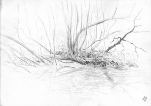 Graphics, Pencil - Willows