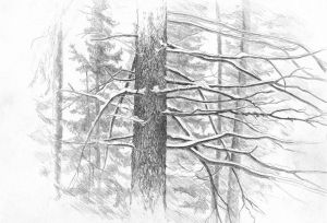 Graphics, Realism - Fir branches