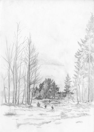 Graphics, Pencil - Trees on the edge of the forest