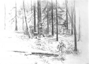 Graphics, Landscape - Winter Forest