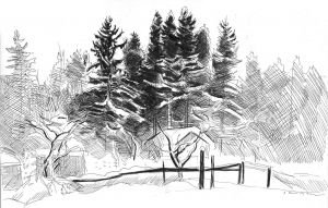 Graphics, Landscape - Fir forest