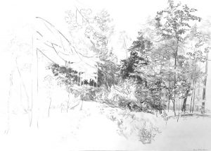 Graphics, Landscape - Forest trail