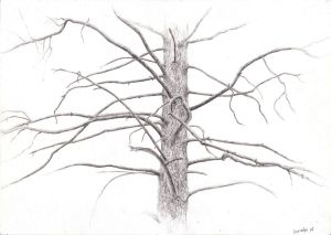Graphics, Pencil - Pine branches