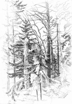 Graphics, Pencil - The forest in winter
