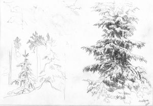 Graphics, Pencil - Spruce under the snow