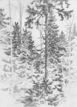 Graphics, Landscape - Spruce in the forest