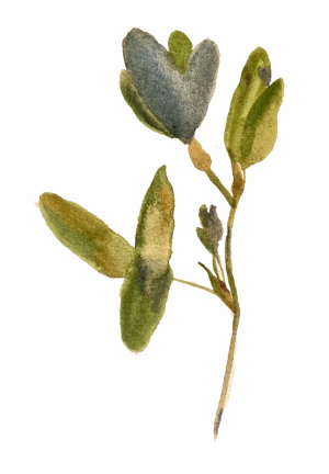 Graphics, Still life - Green leaves