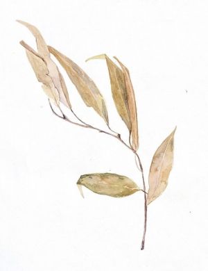 Graphics, Still life - The Pink branch