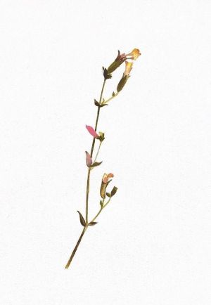 Graphics, Still life - Pink Petal: Minimalism in Botany