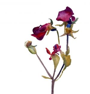 Graphics, Still life - The Fading Rose